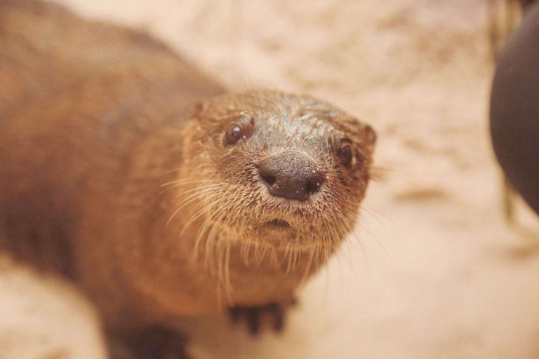 CMA River Otter