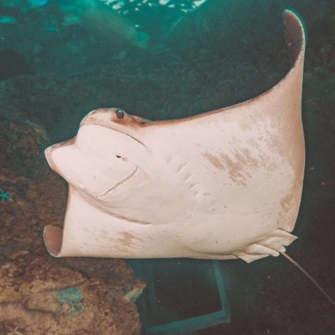 Resident Stingray Swimming