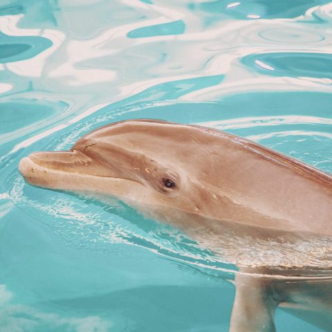 clearwater marine aquarium winter the dolphin clearwater marine aquarium winter the dolphin