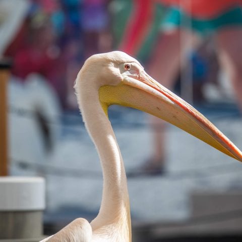 Matthew Resident Pelican