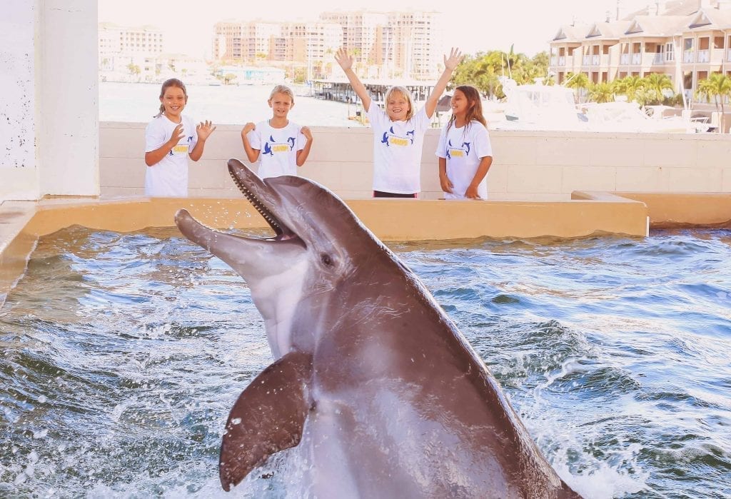 Group of Campers laughing with a Dolphin