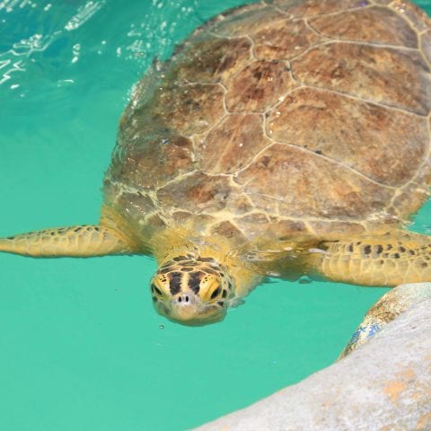 Cupid the Sea Turtle Swimming