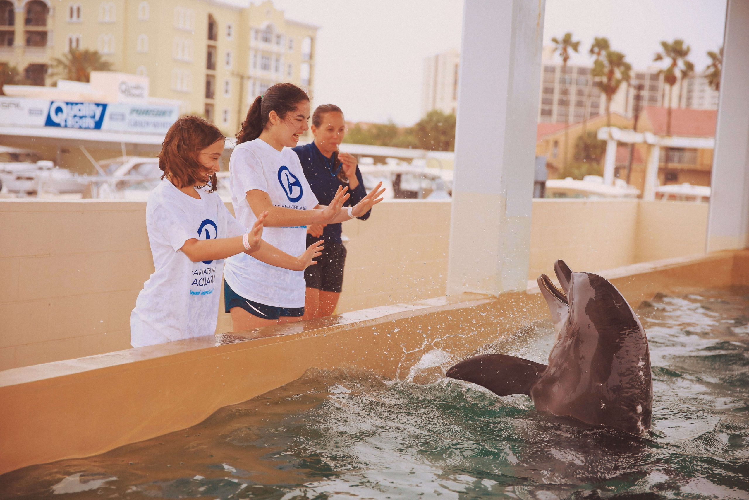 Dolphin Care Experience Clearwater Marine Aquarium
