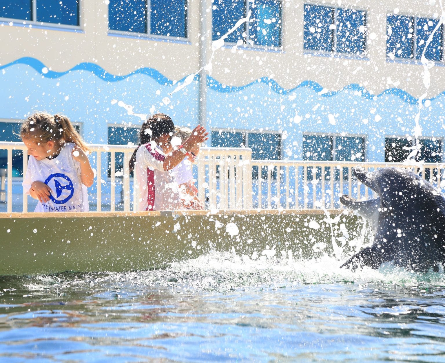 clearwater marine aquarium internships clearwater marine aquarium internships