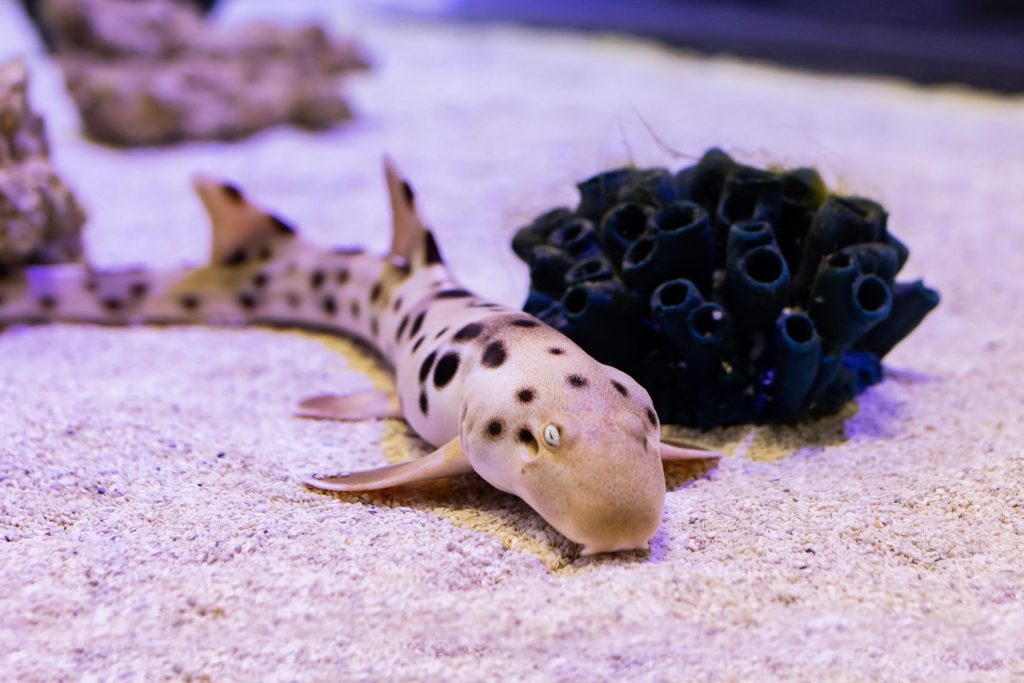 Epaulette shark