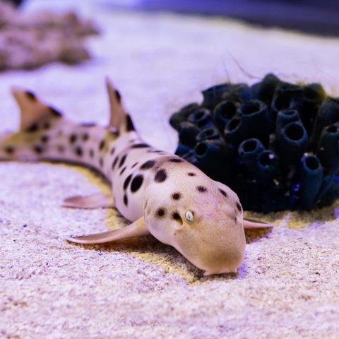 Epaulette shark