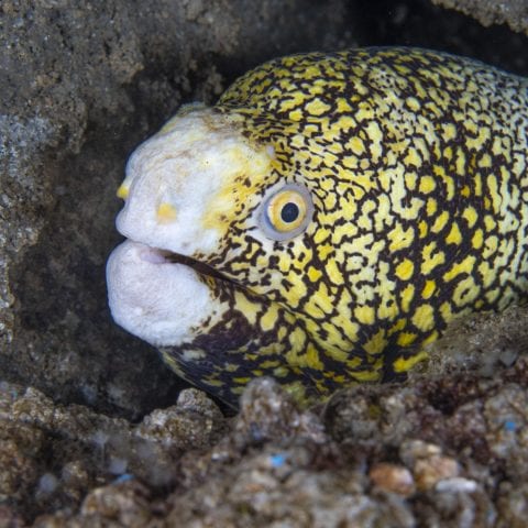 Snowflake Eel