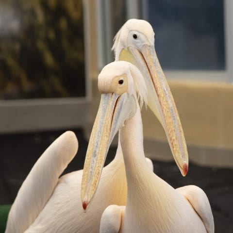 Two Great White Pelicans