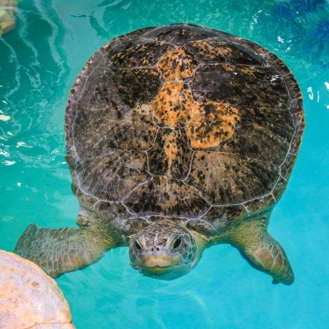 Aquarium Green Sea Turtle