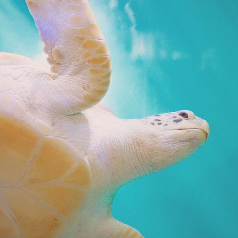 Mavis the Sea Turtle Swimming