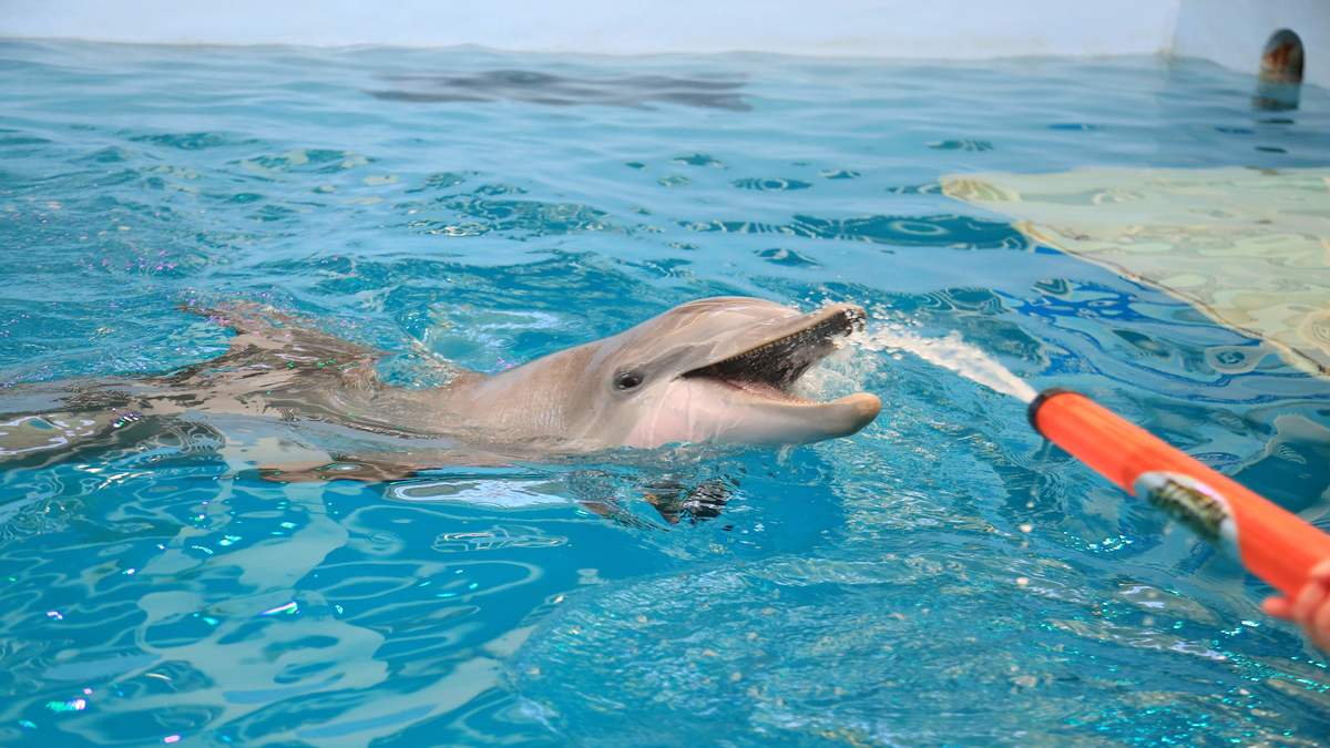 clearwater marine aquarium winter the dolphin clearwater marine aquarium winter the dolphin