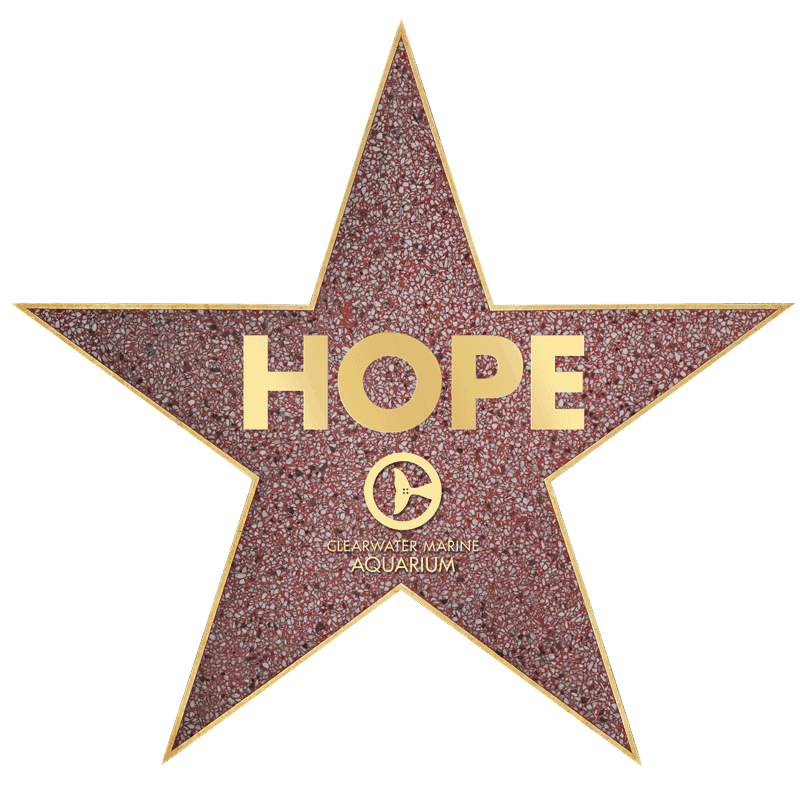 Hope Star Award
