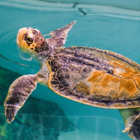 Kemps Ridley Sea Turtle