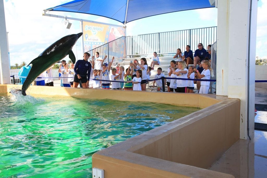 Kids at Camp Cheering for a Jumping Dolphin