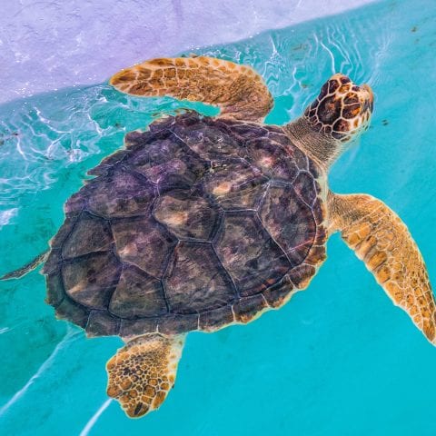 Loggerhead Sea Turtle