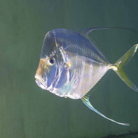 Aquarium Lookdown Fish