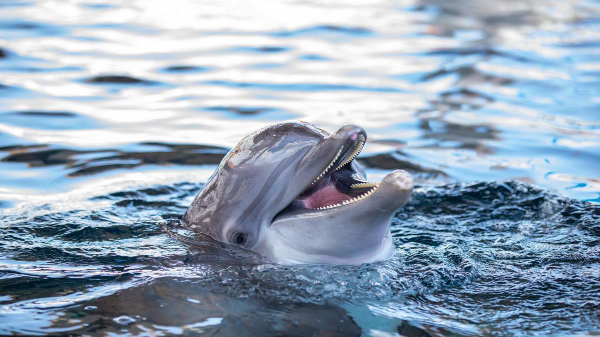 Clearwater Marine Aquarium