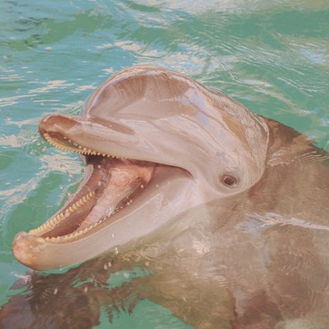 Nicholas the Dolphin Smiling