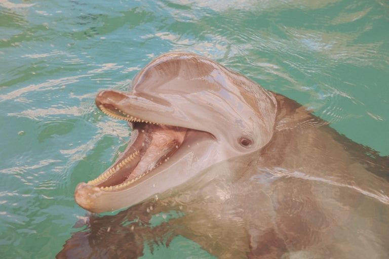 Nicholas the Dolphin Smiling