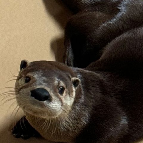 Opie otter