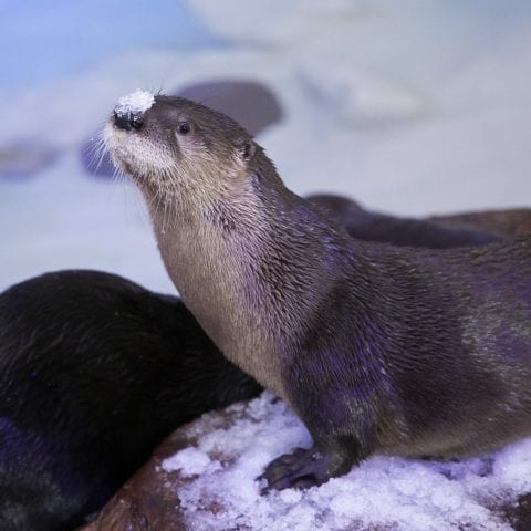 Boomer the River Otter