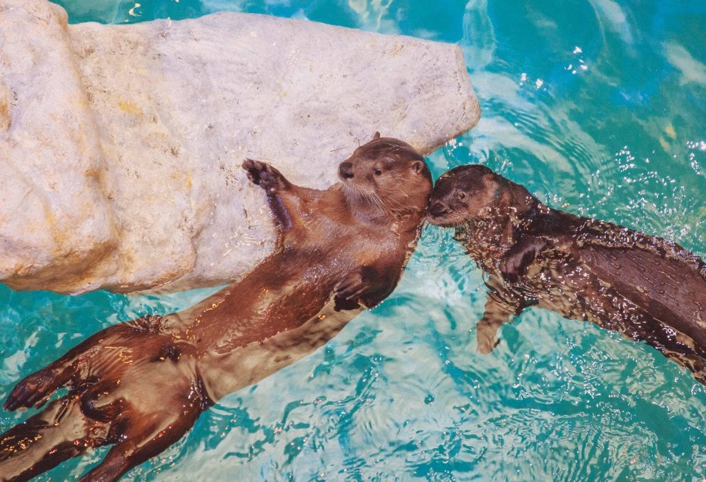 Otter Oasis Clearwater Marine Aquarium
