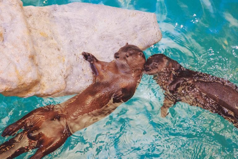 Two Otters in the Otter Oasis