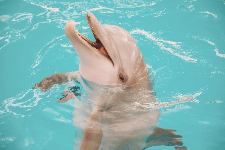 PJ the Dolphin Smiling