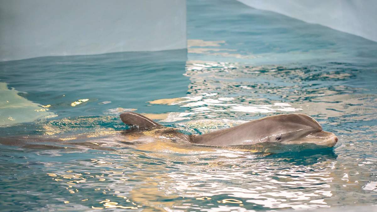 Experiences & Exhibits Clearwater Marine Aquarium