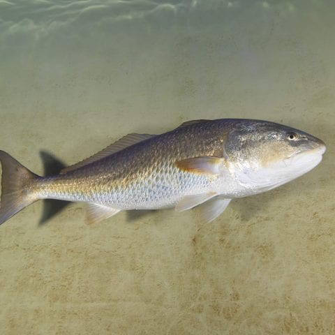 Aquarium Red Drum Fish