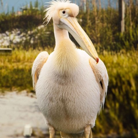 Rufus the Pelican from Dolphin Tale Movie