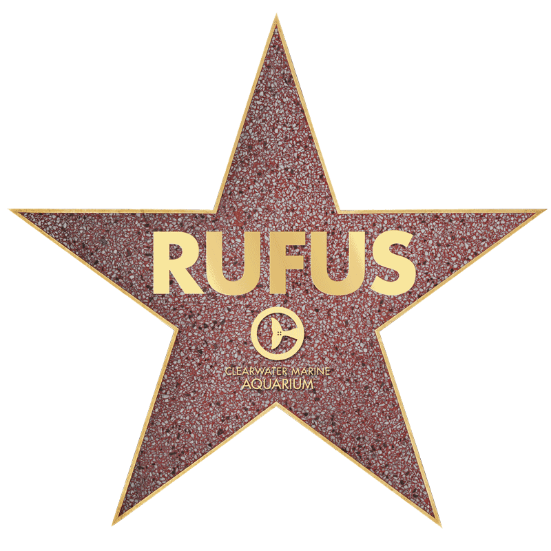 Rufus Star Award