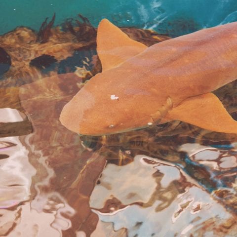 Resident Nurse Shark Swimming in Shark Pass