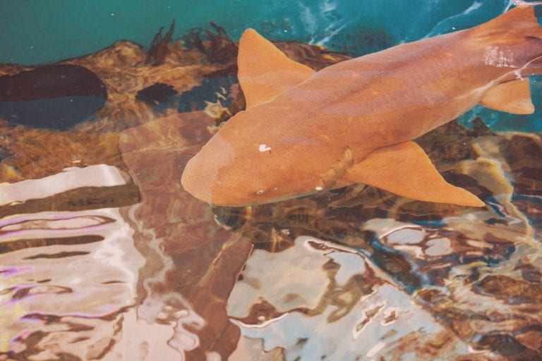 Resident Nurse Shark Swimming in Shark Pass