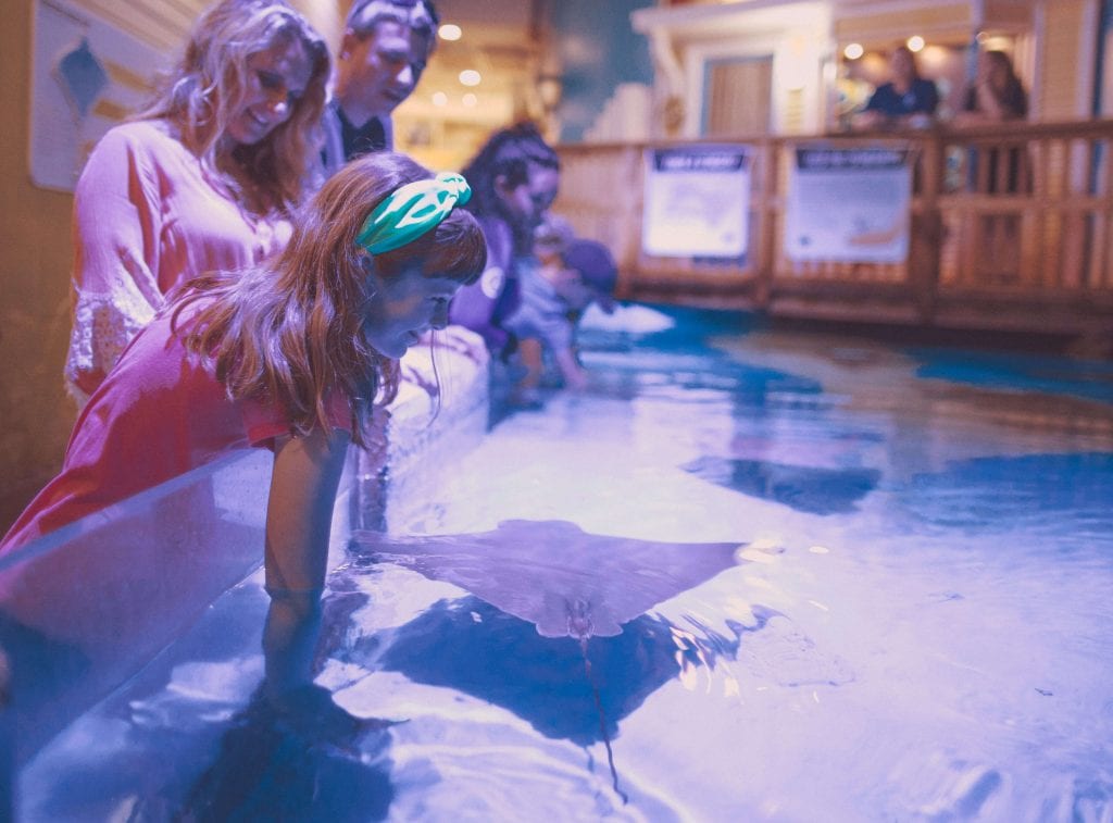 Feed a Stingray Clearwater Marine Aquarium