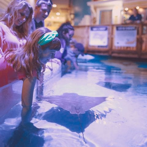 Young Girl Feeding a Stingray