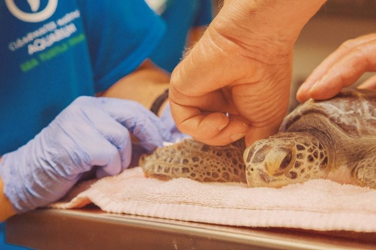 Turtle in the Surgical Suite