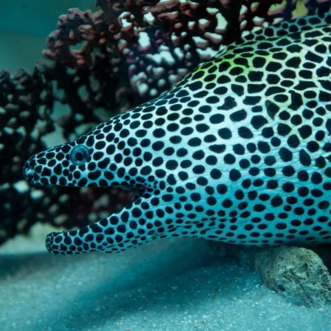Aquarium Tessalata Moray Eel