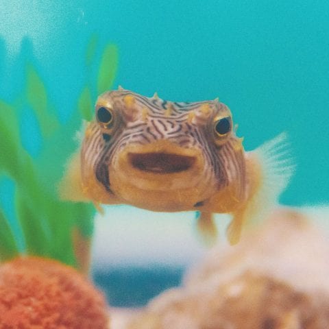 Aquarium Striped Burrfish Smiling in the Touch Tank