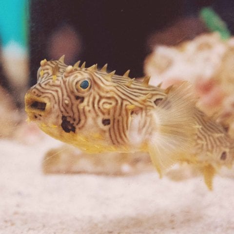 Puffer Fish Swimming in the Touch Tank