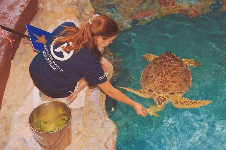 Turtle Being Fed in the Turtle Bayou