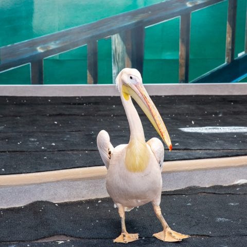 Tyndall Resident Pelican