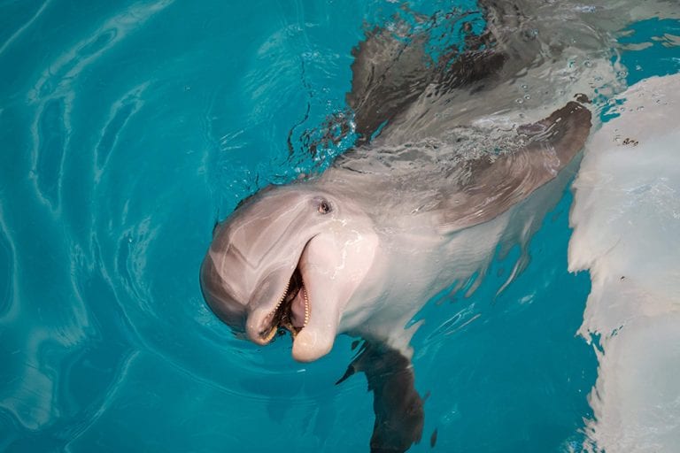 Winter the Dolphin