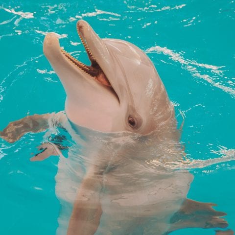 Winter the Dolphin Smiling