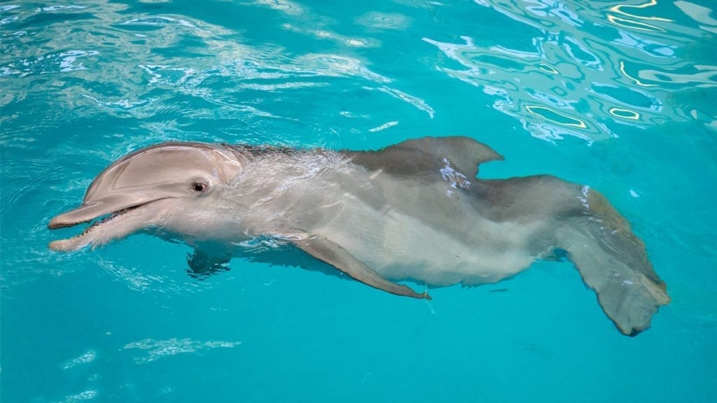 Winter the Dolphin - Clearwater Marine Aquarium