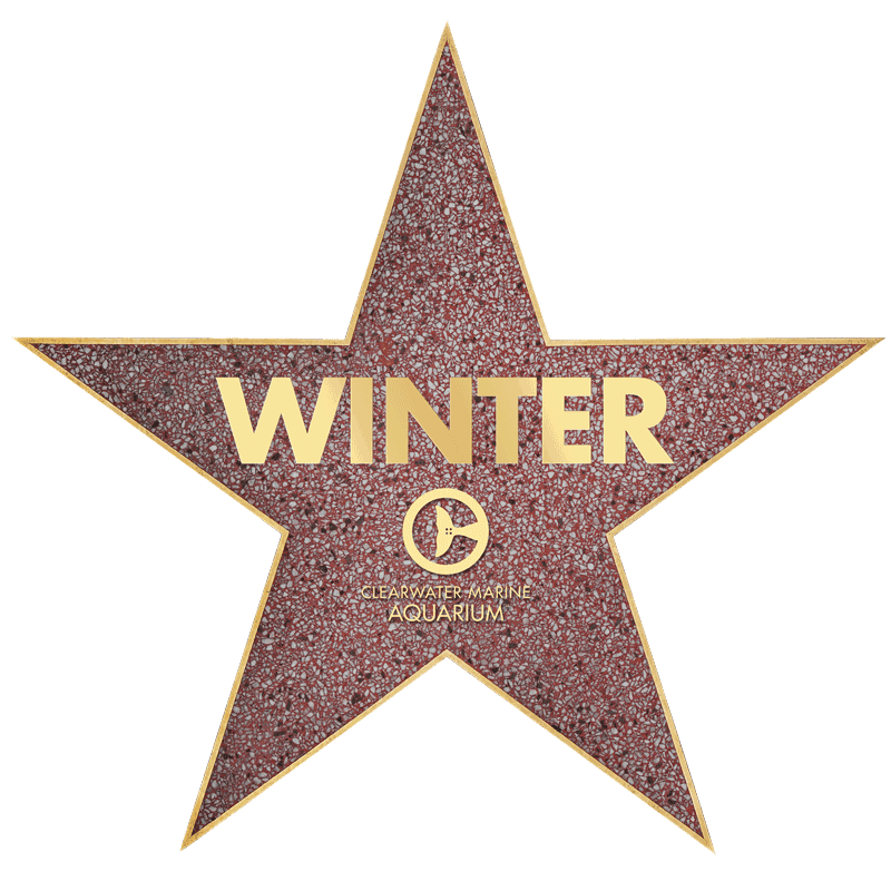 Winter Star Award