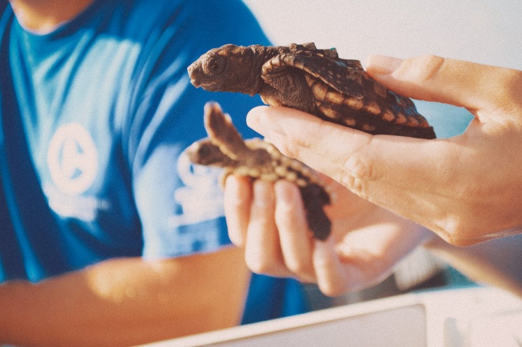 hatchling rescue florida