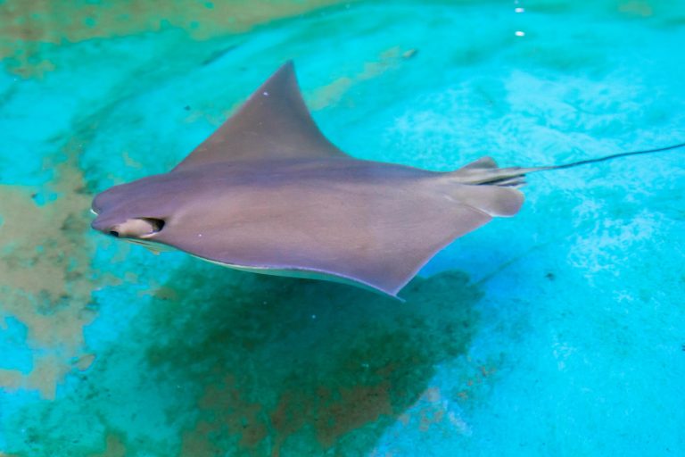 cownose stingray