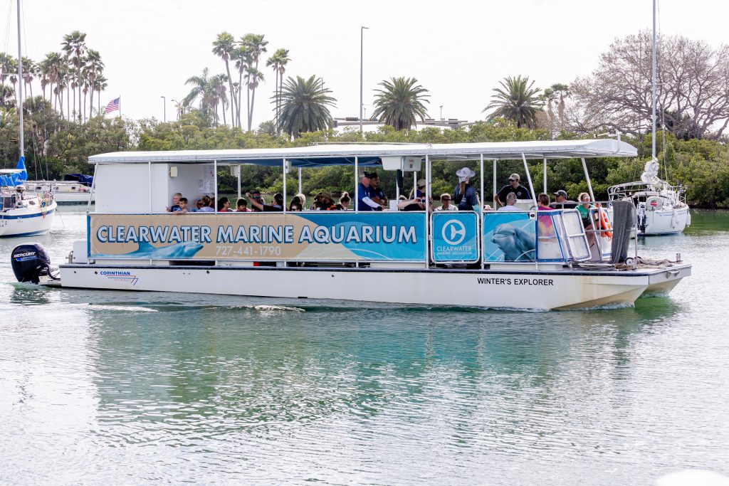 dolphin tours in clearwater beach