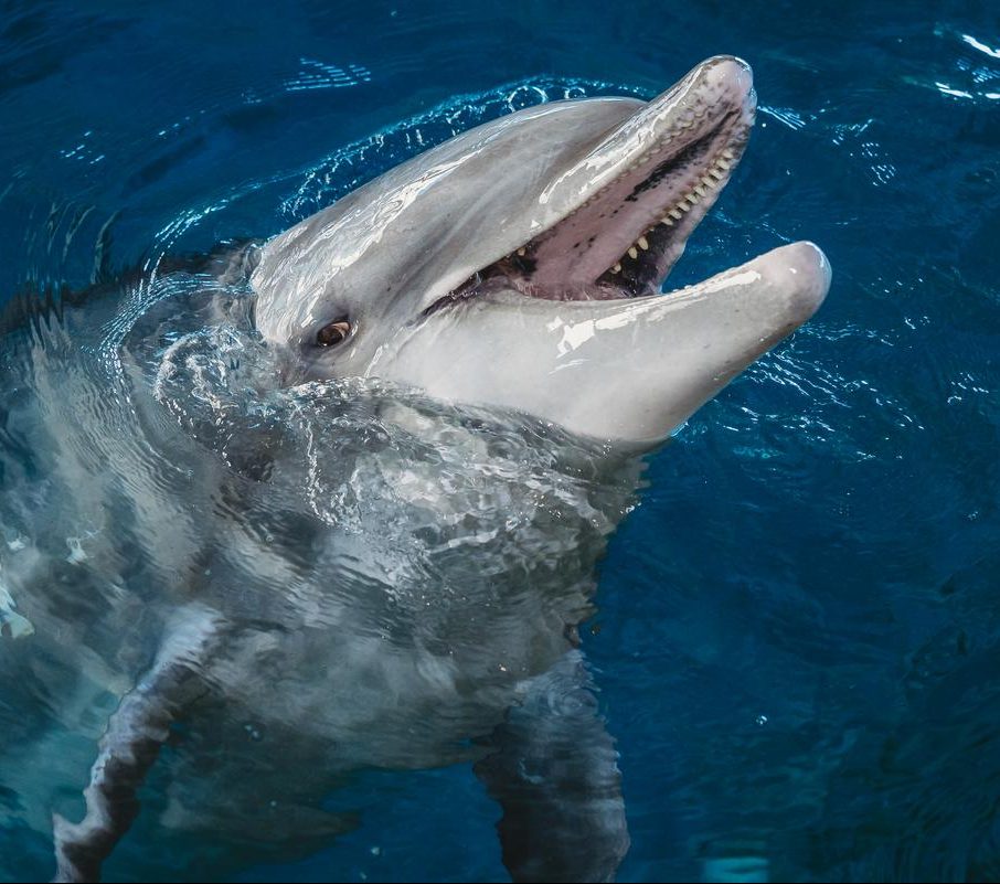 Hemingway the Dolphin Clearwater Marine Aquarium